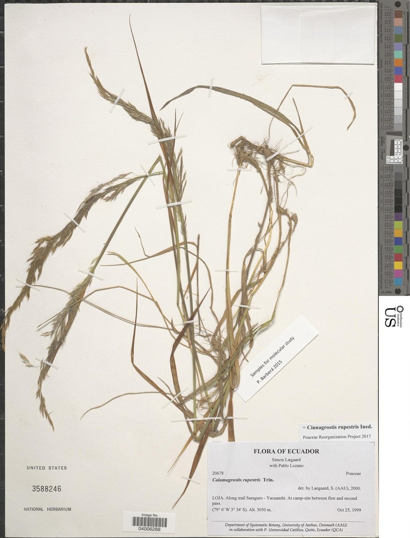 Cinnagrostis rupestris photo 2