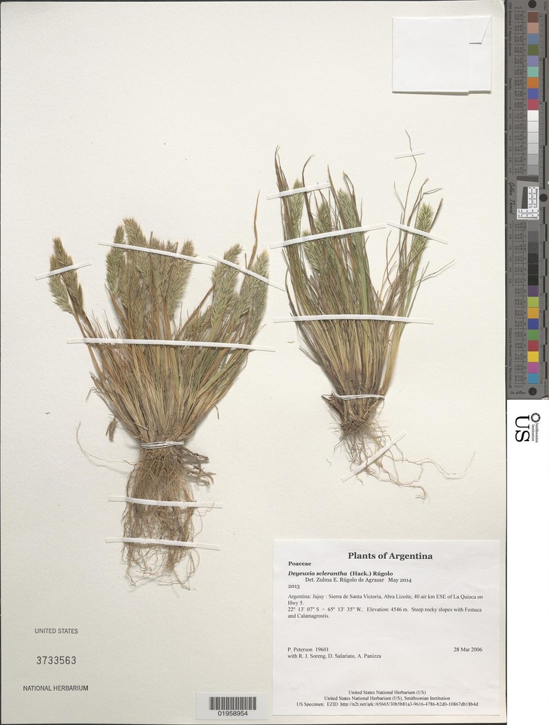 Cinnagrostis sclerantha