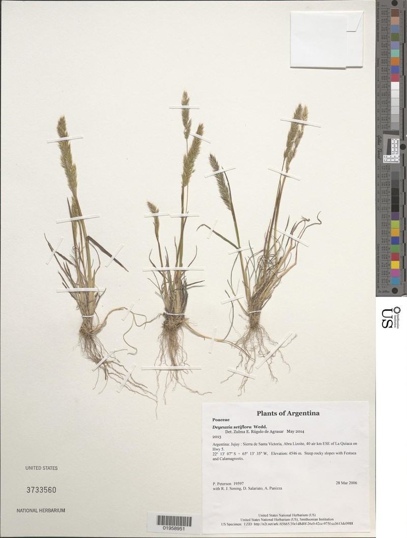 Cinnagrostis setiflora