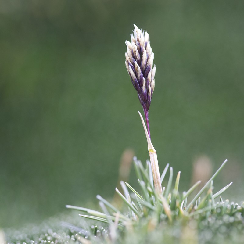 Cinnagrostis spicigera
