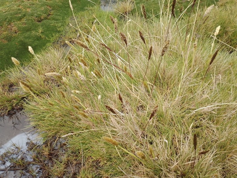Cinnagrostis spicigera photo 3