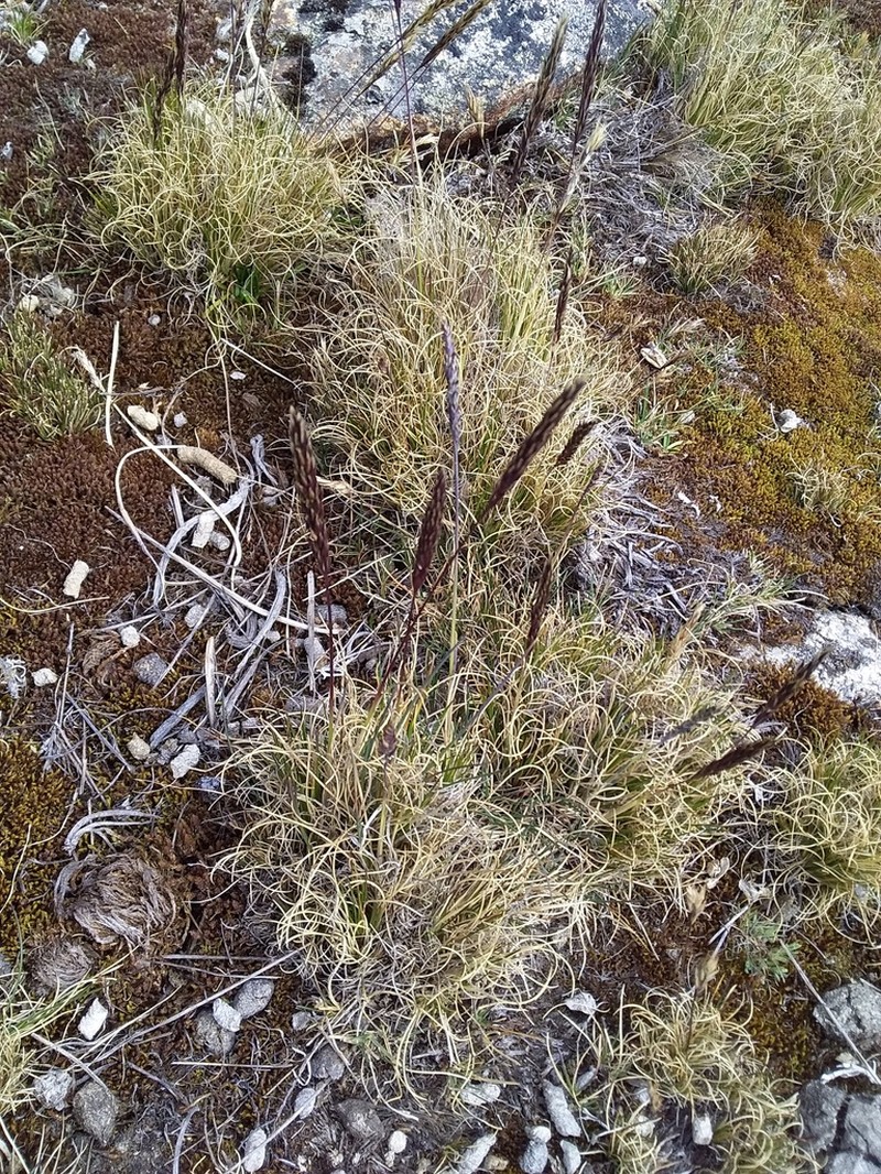 Cinnagrostis spicigera photo 6