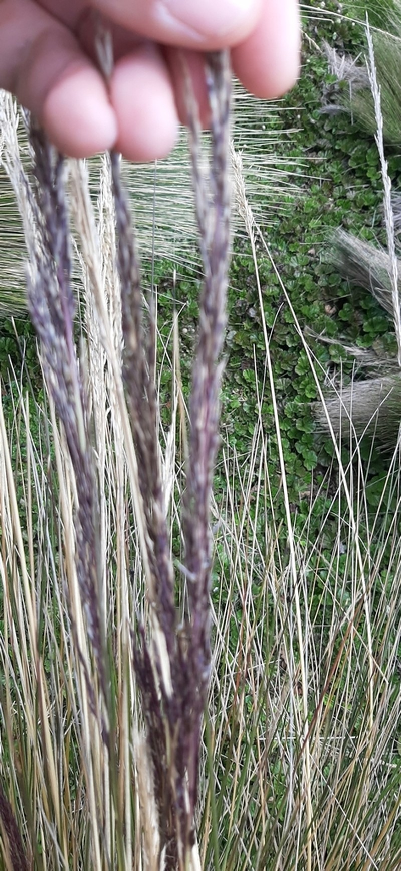 Cinnagrostis steyermarkii