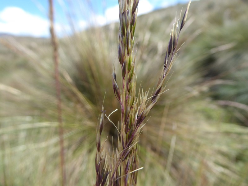 Cinnagrostis tarmensis