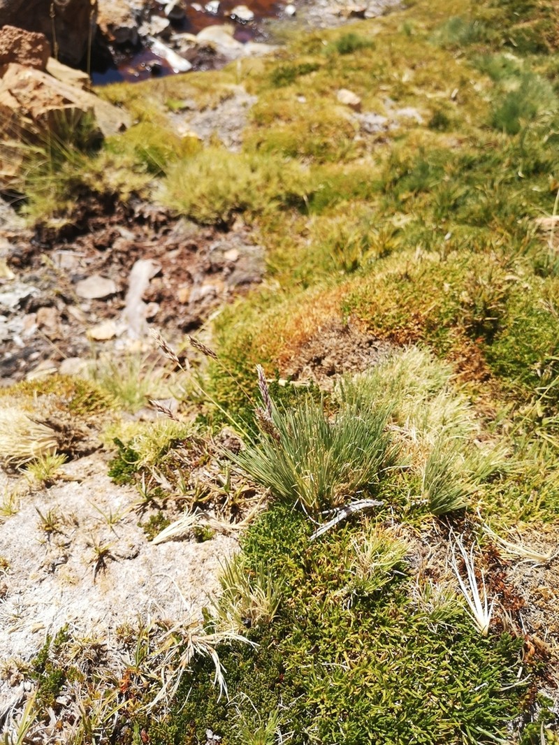 Cinnagrostis velutina
