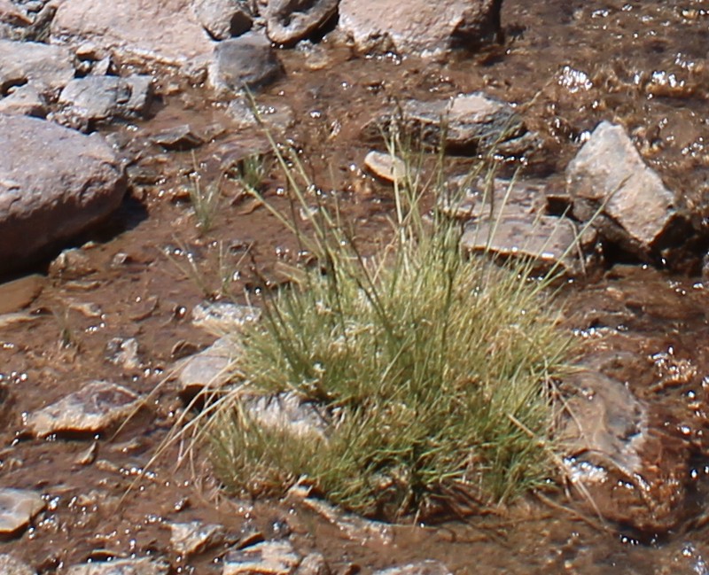 Cinnagrostis velutina photo 2