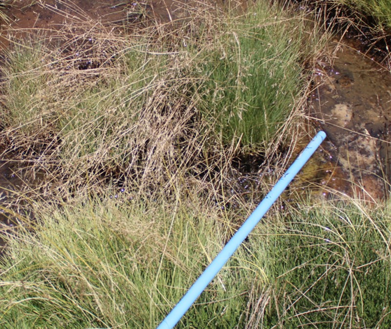 Cinnagrostis velutina photo 3