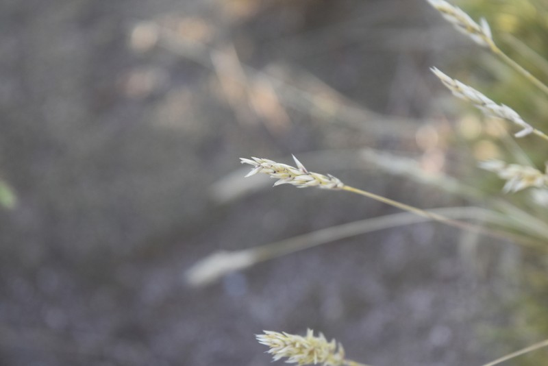 Cinnagrostis velutina photo 6