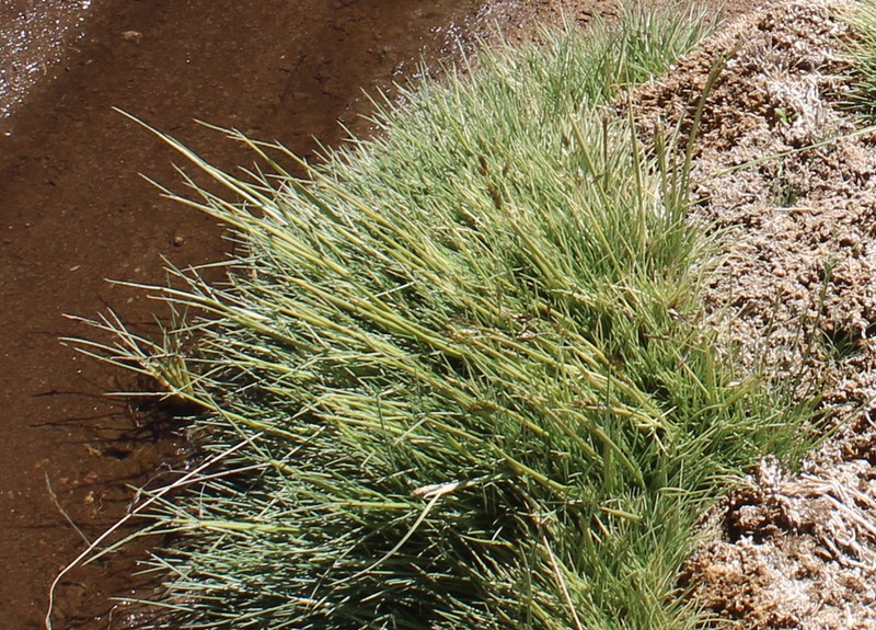 Cinnagrostis velutina photo 7