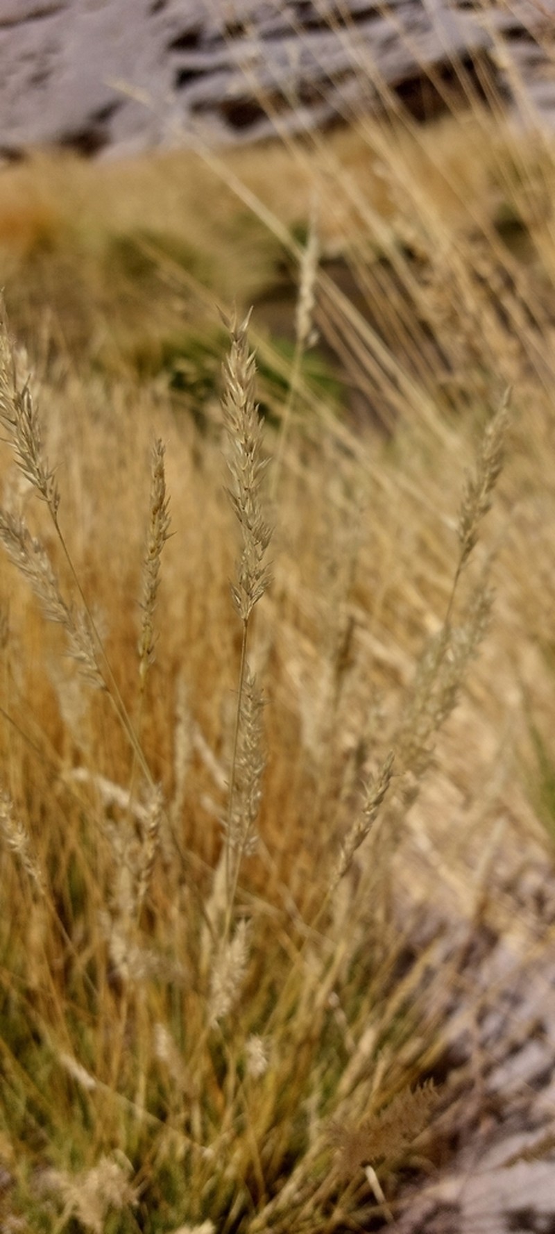 Cinnagrostis velutina photo 8
