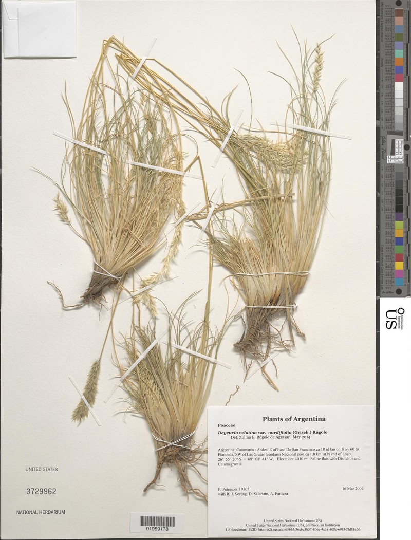 Cinnagrostis velutina var. nardifolia