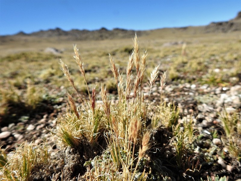 Cinnagrostis vicunarum