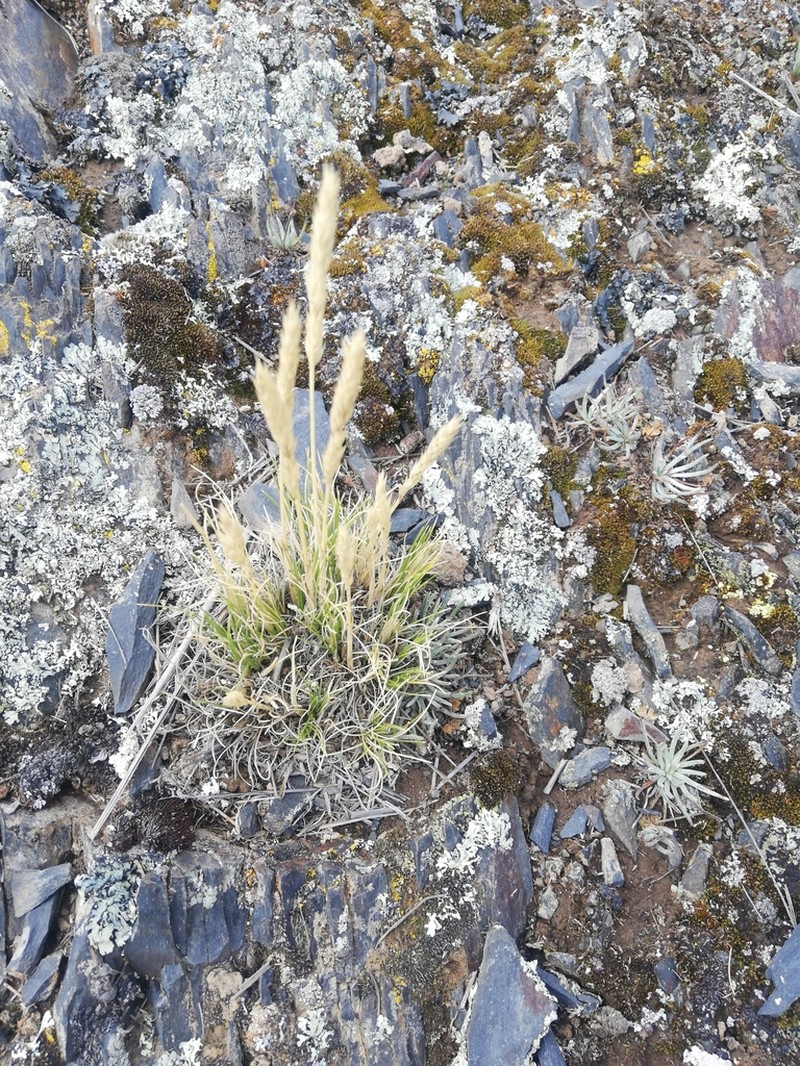 Cinnagrostis vicunarum photo 2