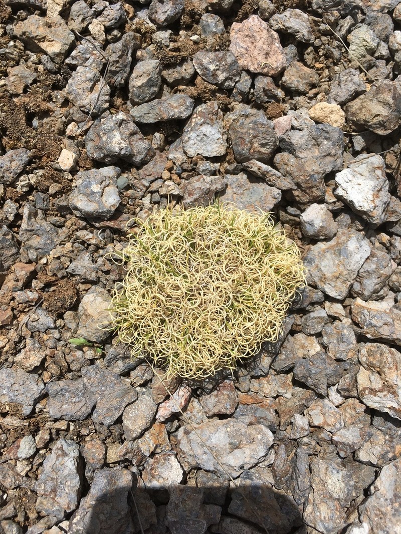 Cinnagrostis vicunarum photo 3