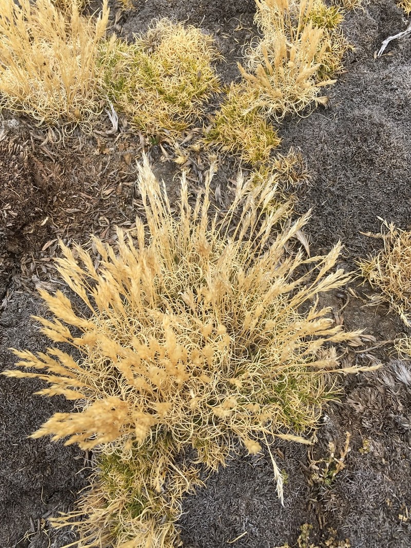 Cinnagrostis vicunarum photo 5