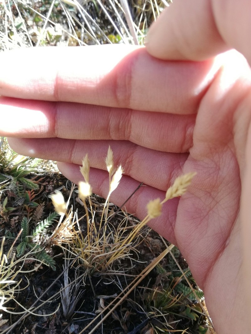 Cinnagrostis vicunarum photo 6