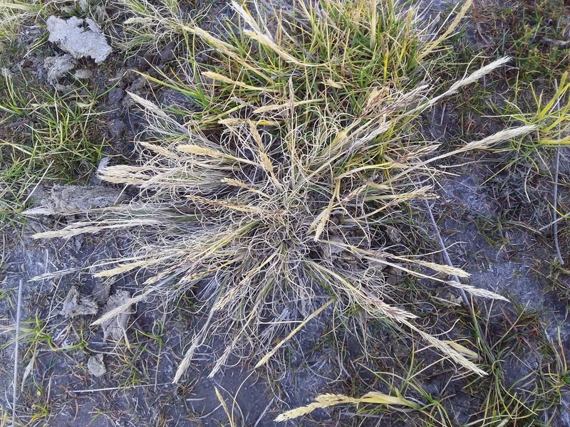 Cinnagrostis vicunarum photo 7
