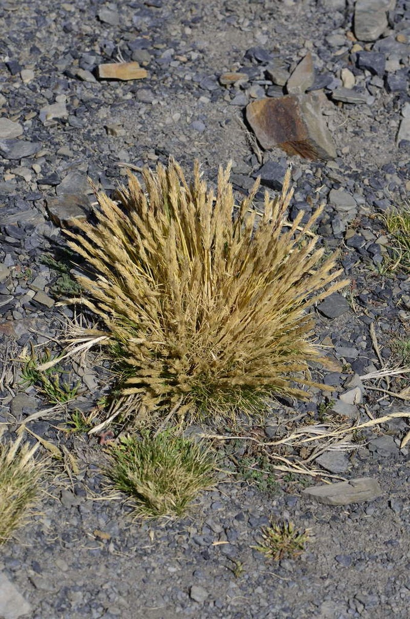 Cinnagrostis vicunarum photo 8