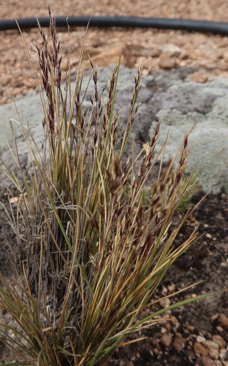 Cinnagrostis violacea