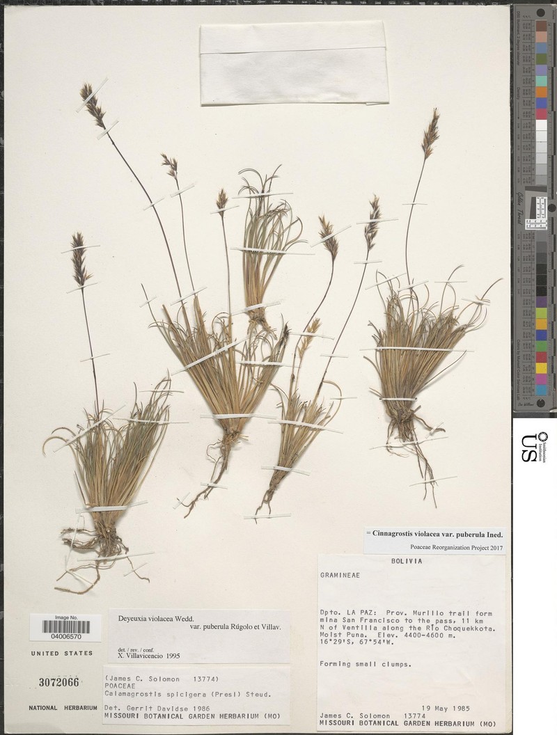 Cinnagrostis violacea var. puberula