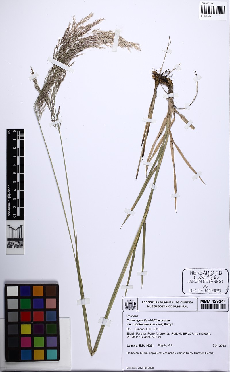 Cinnagrostis viridiflavescens var. montevidensis
