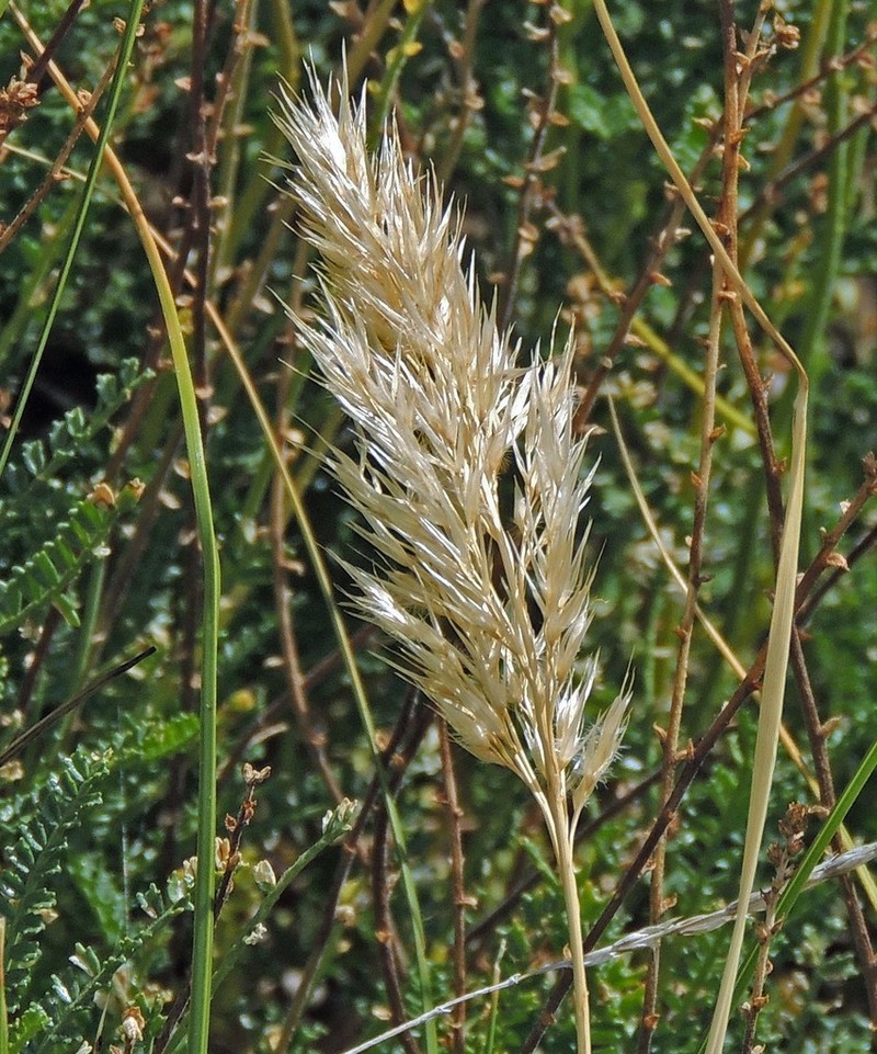 Cinnagrostis viridis photo 2