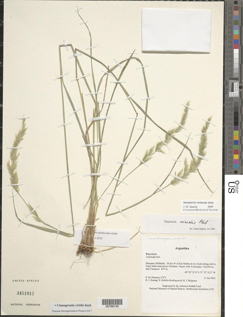 Cinnagrostis viridis photo 4