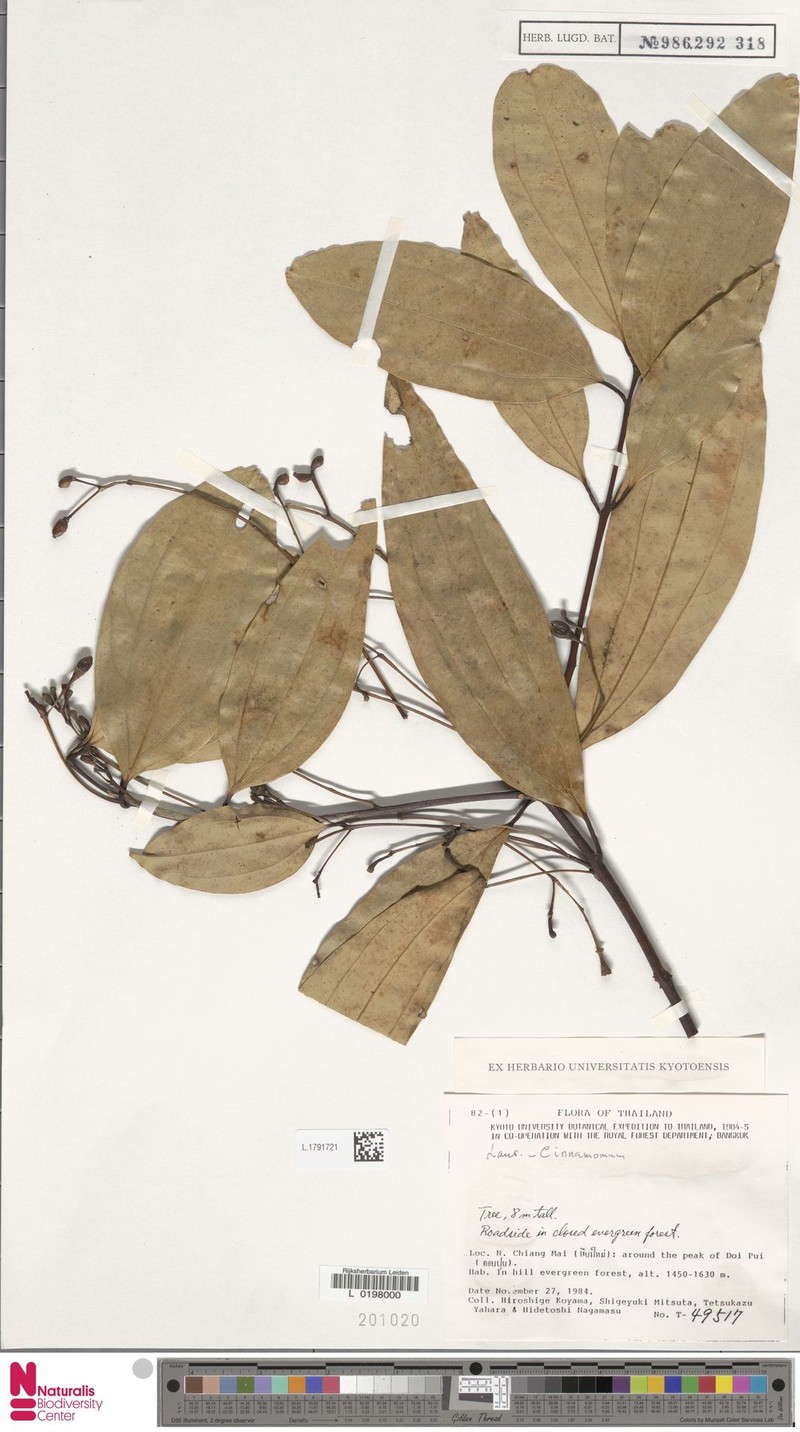 Cinnamomum bokorense