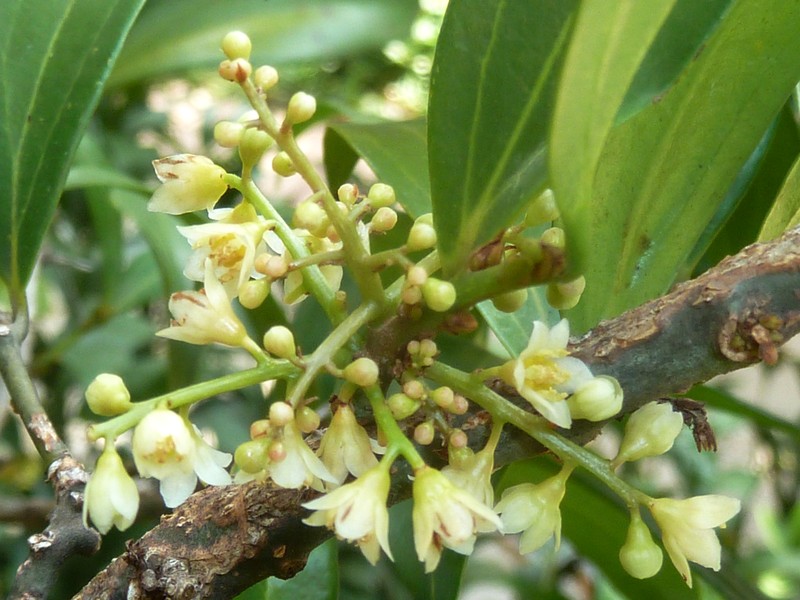 Padang Cassia photo 4