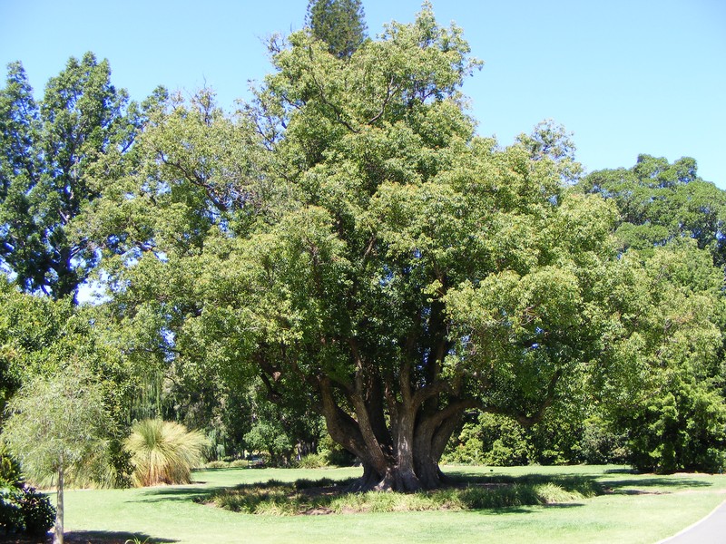 Camphortree photo 5
