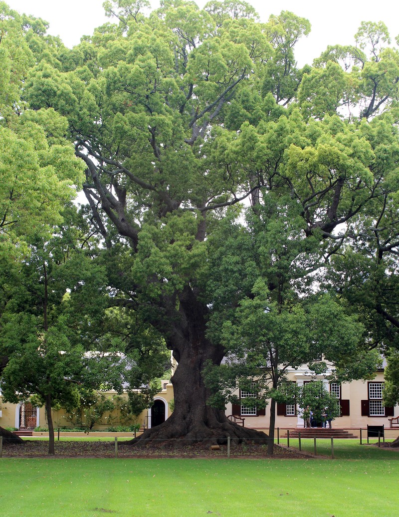 Camphortree photo 2