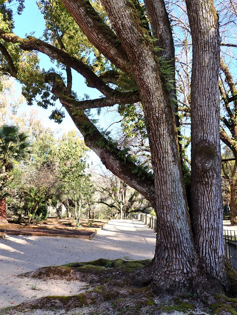 Camphortree photo 3