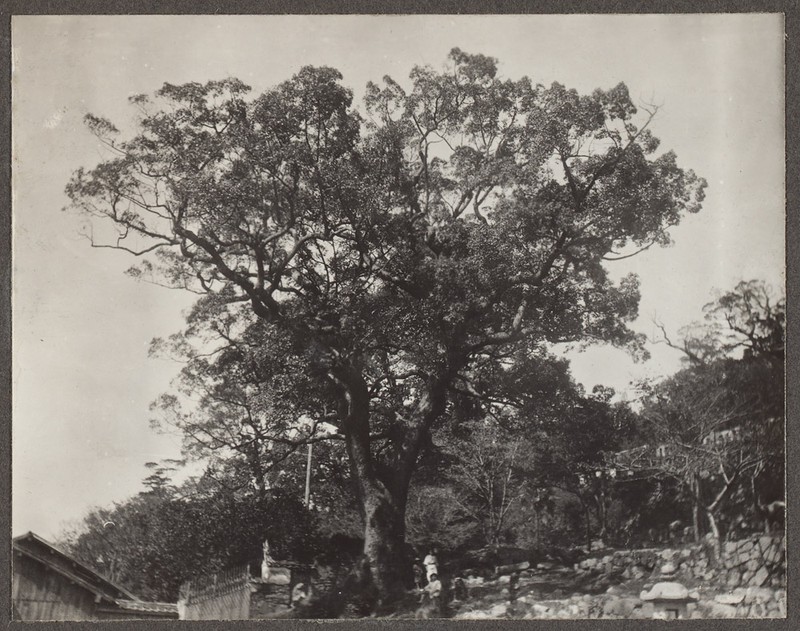 Camphortree photo 4