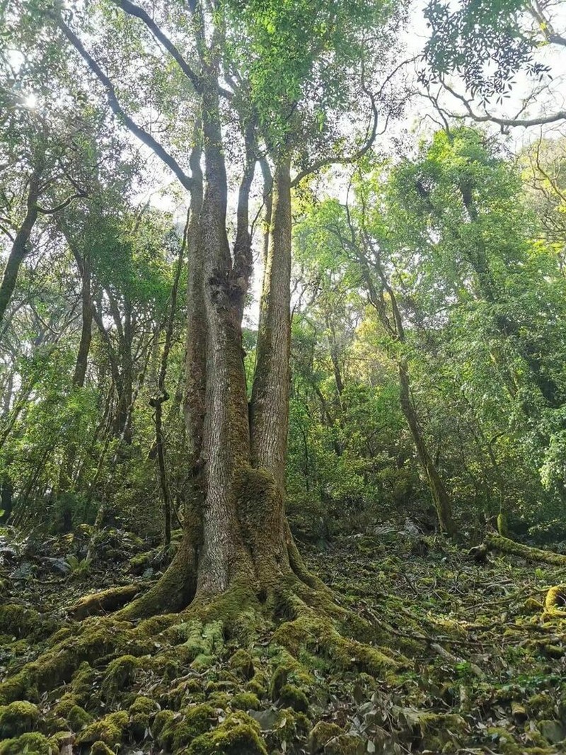 Cinnamomum chago