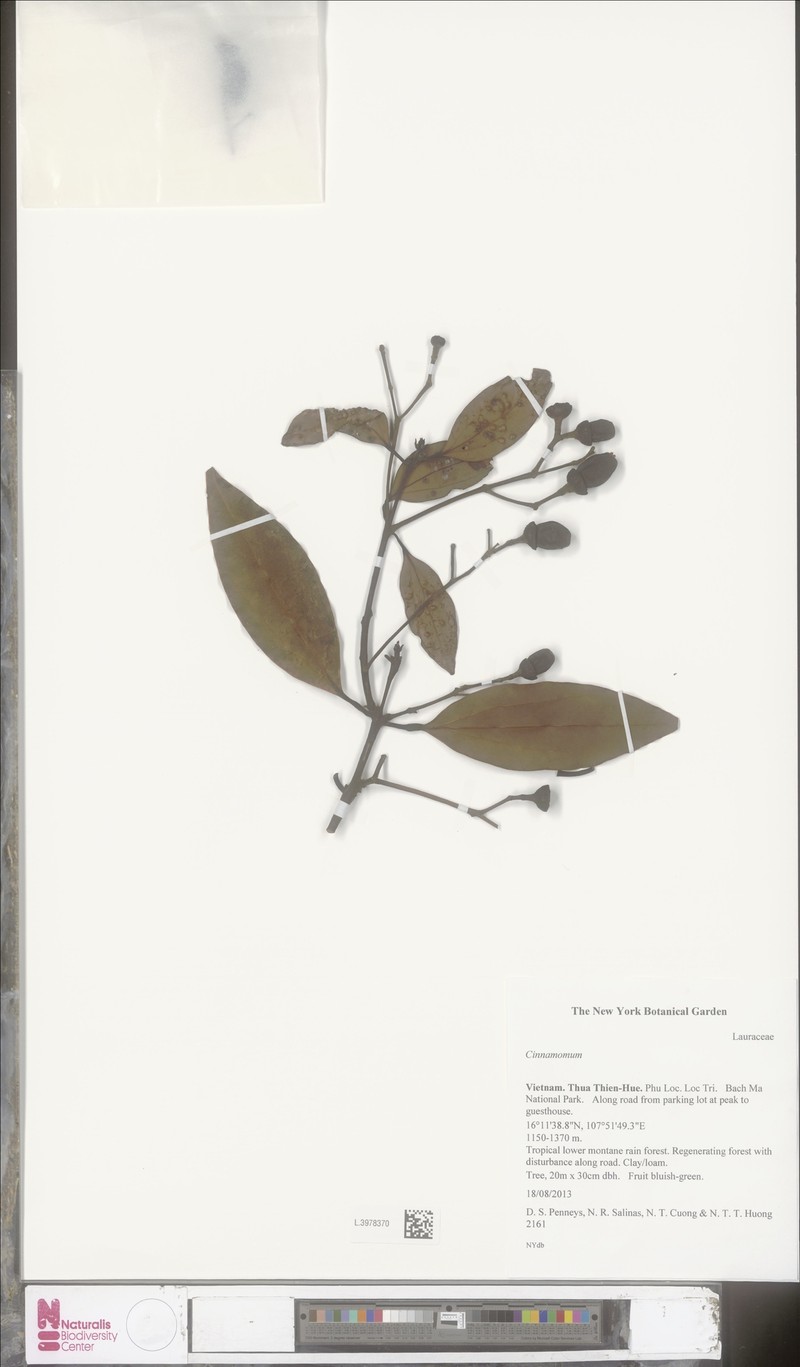Cinnamomum damhaense