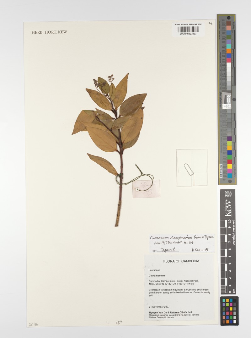Cinnamomum damhaense photo 2
