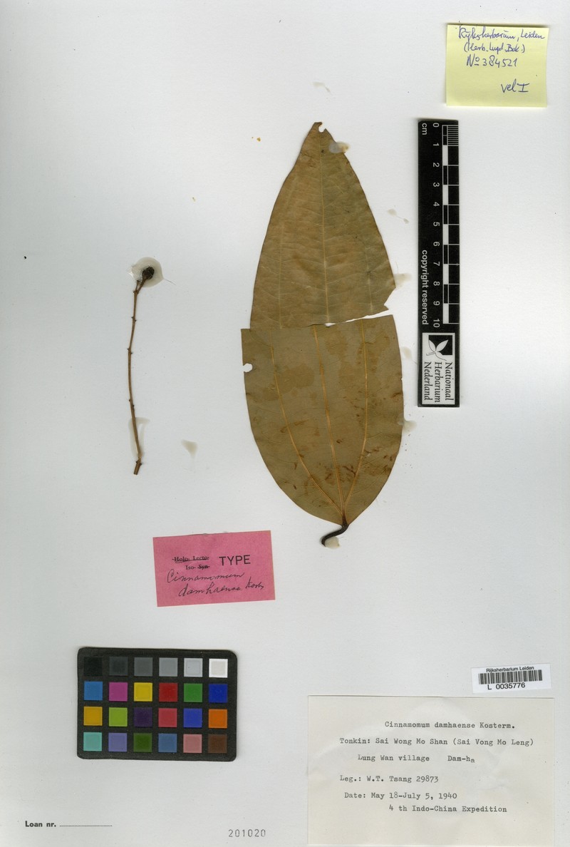 Cinnamomum damhaense photo 3