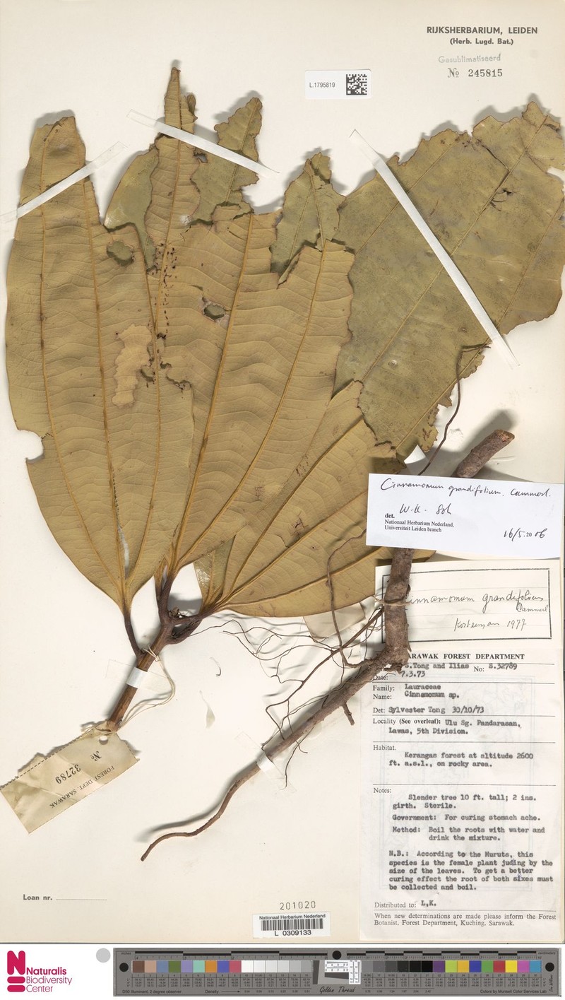 Cinnamomum kalbaricum