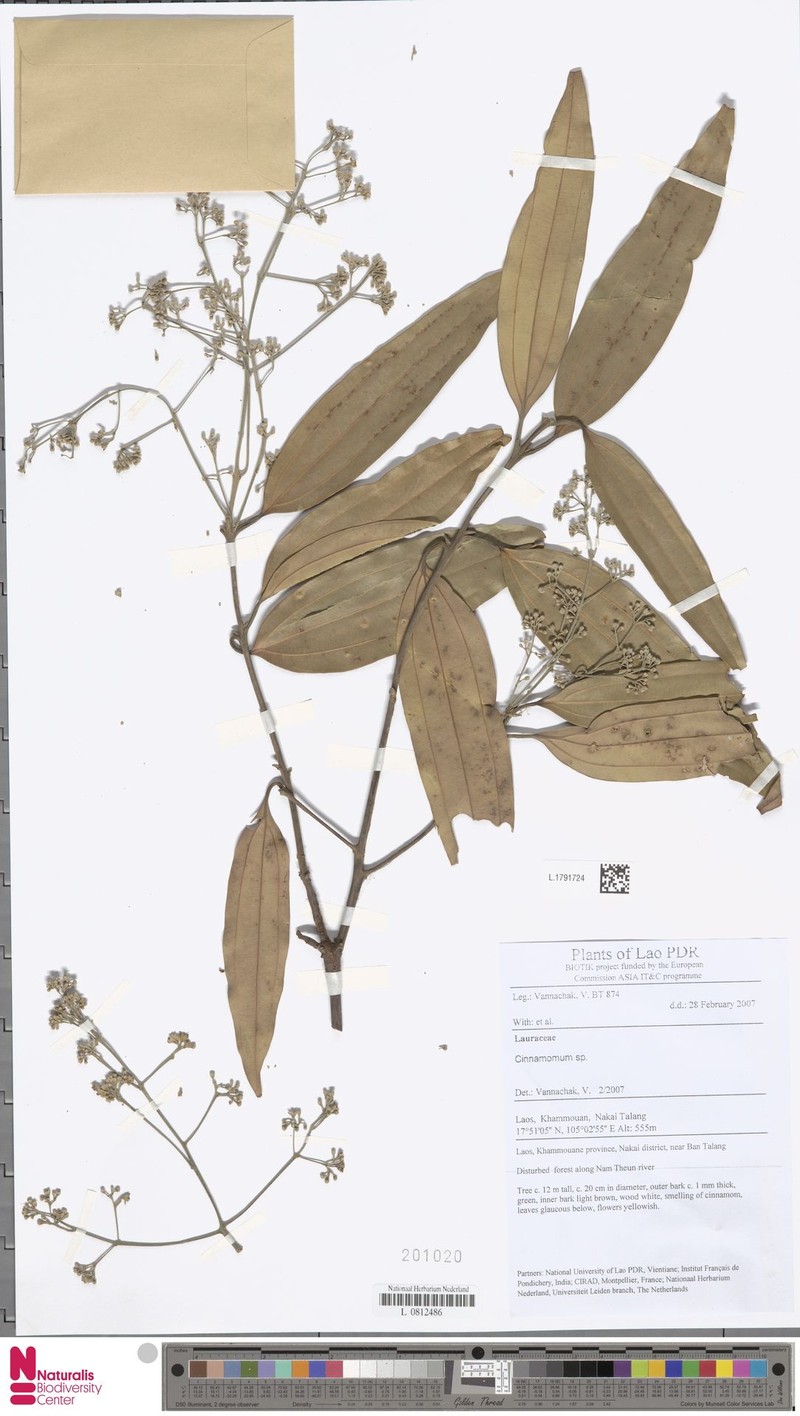 Cinnamomum scalarinervium