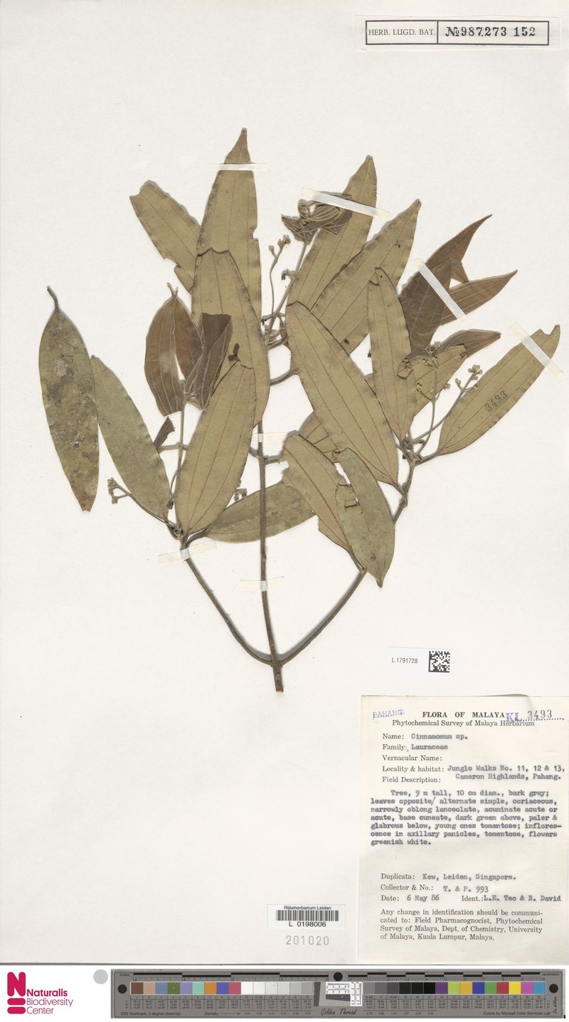 Cinnamomum selangorense