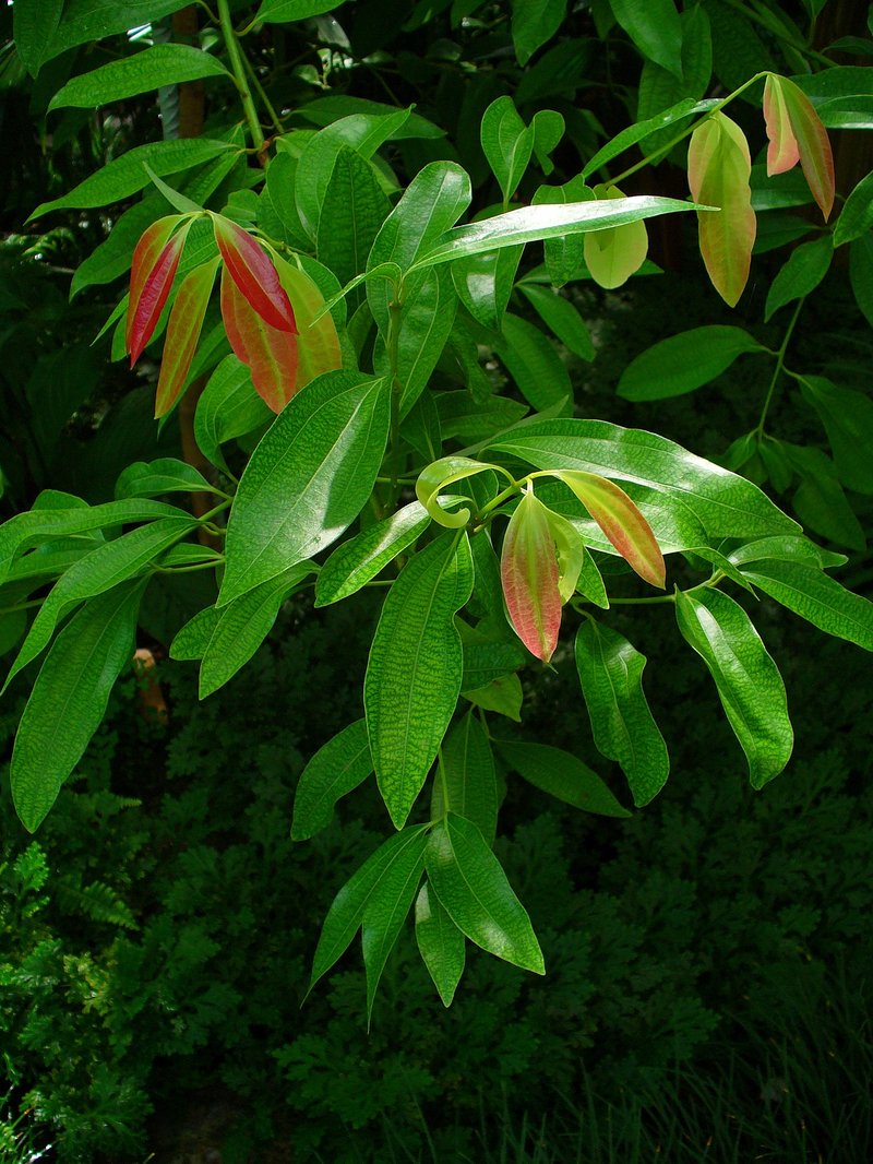 Cinnamon photo 3