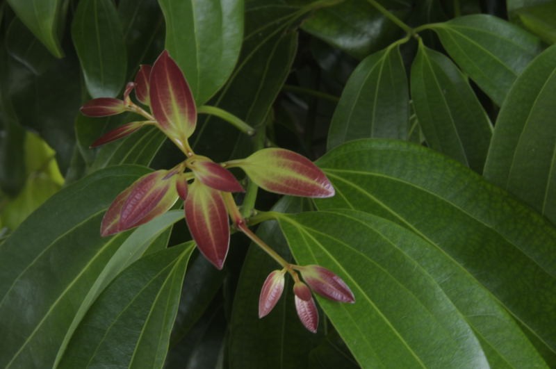 Cinnamon photo 5