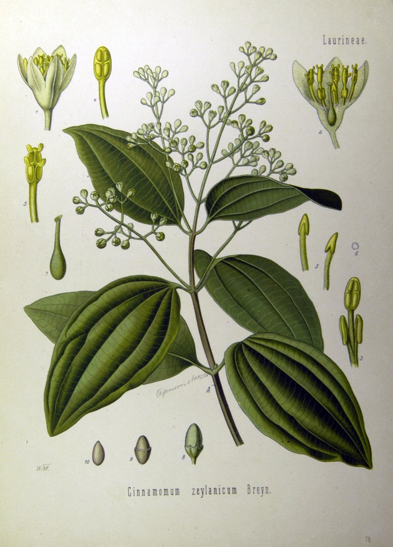 Cinnamomum zeylanicum