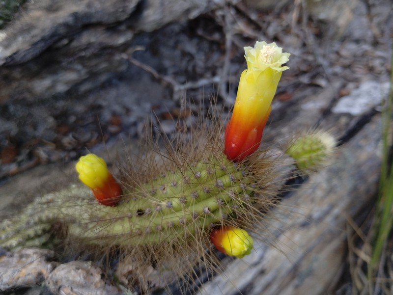 Cipocereus minensis subsp. minensis