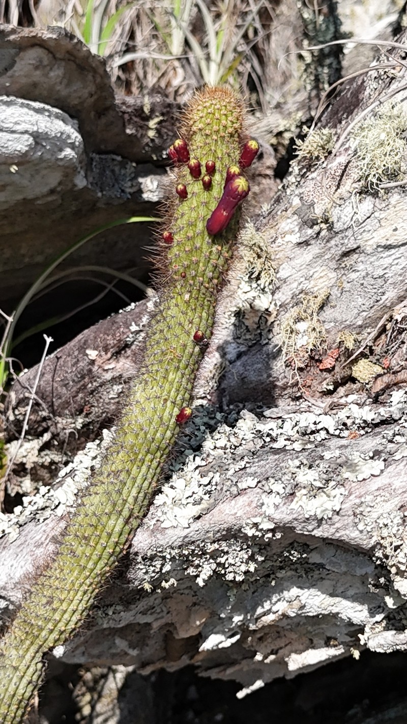 Cipocereus minensis subsp. minensis photo 2