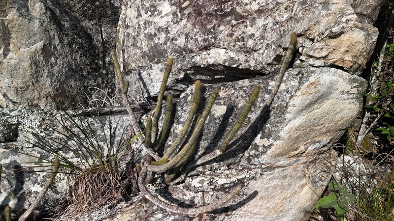 Cipocereus minensis subsp. minensis photo 3