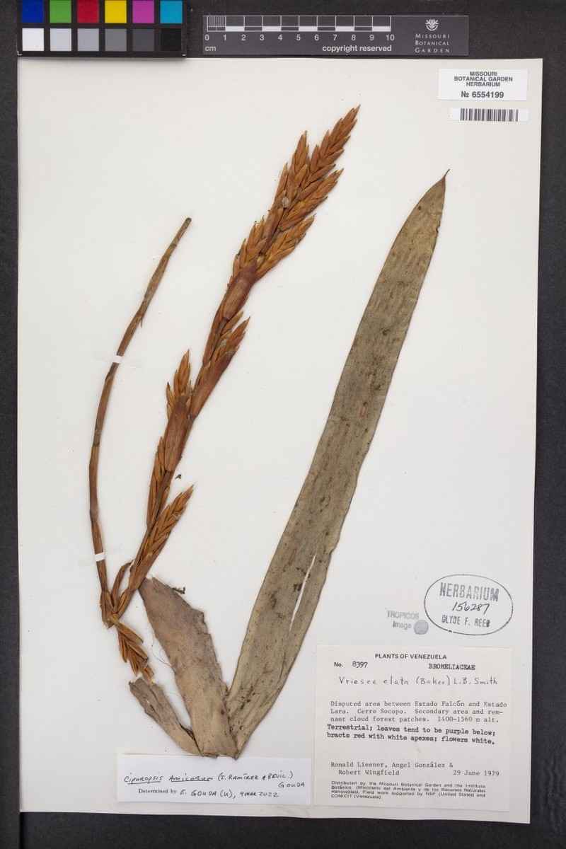 Cipuropsis amicorum