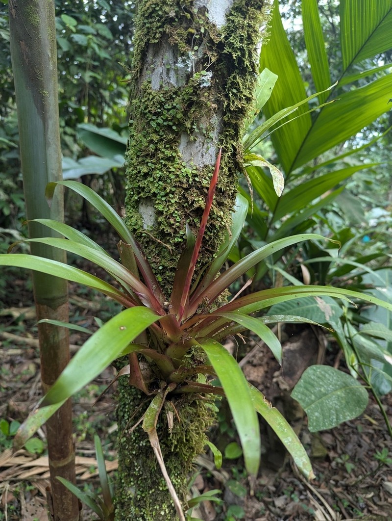 Cipuropsis dubia