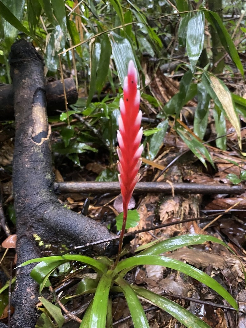 Cipuropsis dubia photo 2