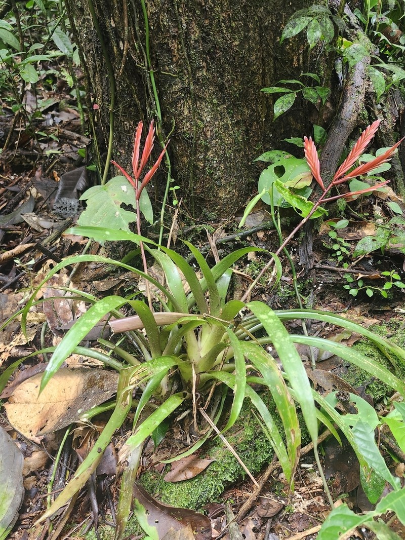 Cipuropsis dubia photo 3